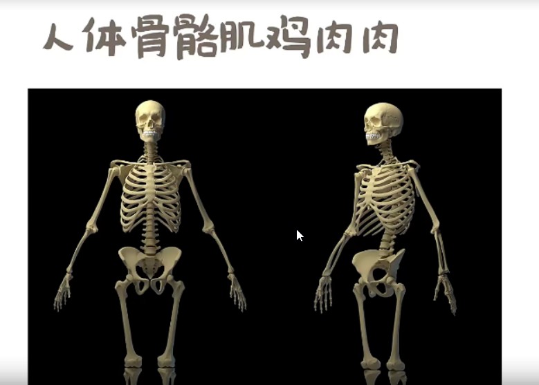 【小粉菇】人体骨骼肌肉理解篇之动漫人物绘画基础课程